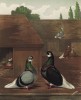 Голуби-турманы: голубой и чернобородый (из знаменитой "Книги голубей..." Роберта Фултона, изданной в Лондоне в 1874 году)