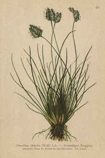 Ореохлоа двурядная (Oreochloa disticha (лат.)) (из Atlas der Alpenflora. Дрезден. 1897 год. Том I. Лист 25)