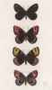 Бабочки рода Erebia (чернушки) Evias (2), Epistugne (3), Goante (4) и рода Satyrus: Goante (4) (лат.) (лист 38)