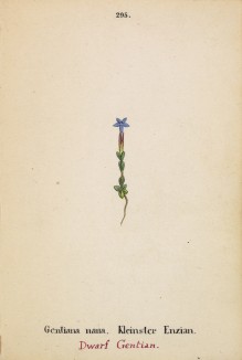 Горечавка карликовая (Gentiana nana (лат.)) (лист 295 известной работы Йозефа Карла Вебера "Растения Альп", изданной в Мюнхене в 1872 году)