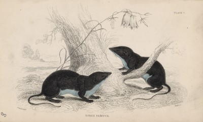 Землеройки Sorex remifer (лат.) (лист 7 тома VII "Библиотеки натуралиста" Вильяма Жардина, изданного в Эдинбурге в 1838 году)