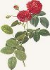Роза многолистная. С гравюры по рисунку Георга Дионисия Эрета из издания "Магия розы". Штутгарт, 1963 г.