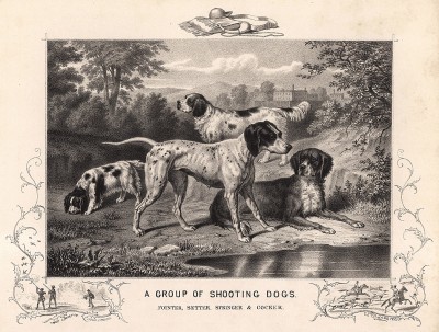 Охотничьи собаки: пойнтер, сеттер, спрингер-спаниель и кокер-спаниель. The Book of Field Sports and Library of Veterinary Knowledge. Лондон, 1864