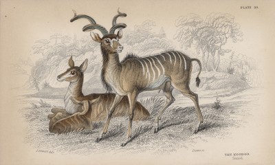 Антилопа куду (Strepsiceros koodoo (лат.)) (лист 20 тома X "Библиотеки натуралиста" Вильяма Жардина, изданного в Эдинбурге в 1843 году)