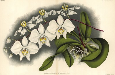Орхидея PHALEONOPSIS AMABILIS (лат.) (листы DCCXXXVI-VII Lindenia Iconographie des Orchidées - обширнейшей в истории иконографии орхидей. Брюссель, 1901)