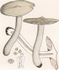 Энтолома щитовидная, терновниковая или садовая, Entoloma clypeatum Linn. (лат.), хороший съедобный гриб. Дж.Бресадола, Funghi mangerecci e velenosi, т.II, л.142. Тренто, 1933