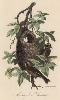 Синицы в гнезде (иллюстрация к работе Ахилла Конта Musée d'histoire naturelle, изданной в Париже в 1854 году)