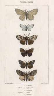 Шесть бабочек родов Liparis и Orgyia (лат.) (лист 60)