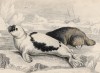 Самец и самка гренландского тюленя (Phoca Groenlandiea (лат.)) (лист 7 тома VI "Библиотеки натуралиста" Вильяма Жардина, изданного в Эдинбурге в 1843 году)