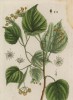 Липа (Tilia Europea) -- священное дерево у древних славян, которое отождествлялось с богиней любви и красоты — Ладой (лист 469 "Гербария" Элизабет Блеквелл, изданного в Нюрнберге в 1760 году)