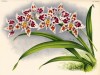 Орхидея ODONTOGLOSSUM CRISPUM LINDENI (лат.) (лист DLVII Lindenia Iconographie des Orchidées - обширнейшей в истории иконографии орхидей. Брюссель, 1897)