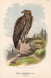 Беркут Aquila imperialis (лат.) в 1/4 натуральной величины (лист XXXIV красивой работы Оскара фон Ризенталя "Хищные птицы Германии...", изданной в Касселе в 1894 году)