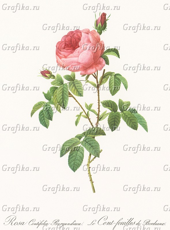 Бургундская многолистная роза (Ланглуа Шарль, 1959) — гравюры и репродукции  на Grafika.ru