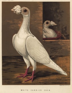 Белый почтовый голубь (из знаменитой "Книги голубей..." Роберта Фултона, изданной в Лондоне в 1874 году)