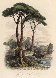 Пастух и стадо под живописными итальянскими соснами (иллюстрация к работе Ахилла Конта Musée d'histoire naturelle, изданной в Париже в 1854 году)