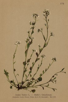Арабис Халлера (из Atlas der Alpenflora. Дрезден. 1897 год. Том II. Лист 172)