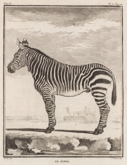 Зебра в профиль (лист I иллюстраций к пятому тому знаменитой "Естественной истории" графа де Бюффона, изданному в Париже в 1755 году)