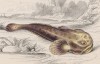 Рыбина по имени пакамах на берегу южного моря (Lophius pacamah (лат.)) (лист 28 тома XL "Библиотеки натуралиста" Вильяма Жардина, изданного в Эдинбурге в 1860 году)