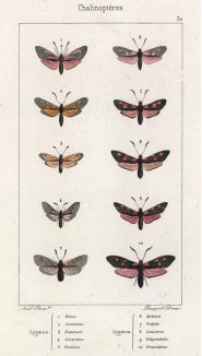 Десять бабочек рода Zygaena (лат.) (лист 50)