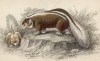 Симпатичная вонючка из семейства куньих (mephitis chilensis (лат.)) (лист 13 тома I "Библиотеки натуралиста" Вильяма Жардина, изданного в Эдинбурге в 1842 году)