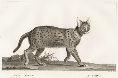 Сервал (лист из La ménagerie du muséum national d'histoire naturelle ou description et histoire des animaux... -- знаменитой в эпоху Наполеона работы по натуральной истории)