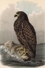 Великолепный орлан-белохвост в 1/4 натуральной величины (лист XLI красивой работы Оскара фон Ризенталя "Хищные птицы Германии...", изданной в Касселе в 1894 году)