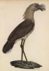 Кариама (лист из альбома литографий "Галерея птиц... королевского сада", изданного в Париже в 1825 году)