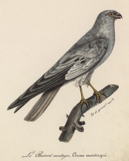 Ястреб (лист из альбома литографий "Галерея птиц... королевского сада", изданного в Париже в 1822 году)