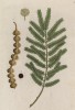 Акация (Acacia (лат.)) — богатый видами род цветковых растений из семейства мимозовые (лист 377 "Гербария" Элизабет Блеквелл, изданного в Нюрнберге в 1757 году)