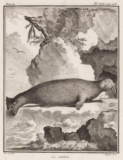Морж (лист XLII иллюстраций к шестому тому знаменитой "Естественной истории" графа де Бюффона, изданному в Париже в 1756 году)