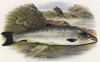 Молодой лосось (иллюстрация к "Пресноводным рыбам Британии" -- одной из красивейших работ 70-х гг. XIX века, выполненных в технике хромолитографии)