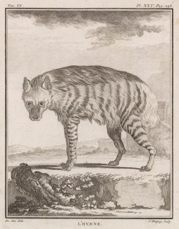 Гиена (лист XXV иллюстраций к девятому тому знаменитой "Естественной истории" графа де Бюффона, изданному в Париже в 1761 году)