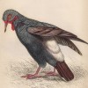 Морщинистый земляной голубь (Columba carunculata (лат.)) (лист 28 тома XIX "Библиотеки натуралиста" Вильяма Жардина, изданного в Эдинбурге в 1843 году)