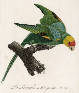 Желтоголовый амазон (лист 33 иллюстраций к первому тому Histoire naturelle des perroquets Франсуа Левальяна. Изображения попугаев из этой работы считаются одними из красивейших в истории. Париж. 1801 год)