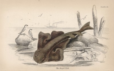 Морской ангел (Squatina angelus (лат.)) (лист 29 XXXIII тома "Библиотеки натуралиста" Вильяма Жардина, изданного в Эдинбурге в 1843 году)