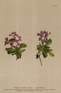 Примула карликовая (Primula oenensis (лат.)) (из Atlas der Alpenflora. Дрезден. 1897 год. Том IV. Лист 305)