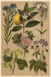 Звездчатка большая (Stellaria Holostea), лён посевной (Linum usitatissimum), липа мелколистная (Tilia parvifolia Ehrh), просвирник лесной (Malva silvestris), лимон обыкновенный (Citrus Limonium Risso), герань луговая (Geranium pratense)