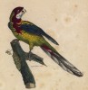 Разноцветный попугайчик (лист из альбома литографий "Галерея птиц... королевского сада", изданного в Париже в 1822 году)