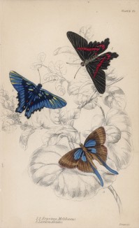 Бабочки 1,2. Erycina Melibaeus 3. Loxura Alcides (лат.) (лист 25 XXXVI тома "Библиотеки натуралиста" Вильяма Жардина, изданного в Эдинбурге в 1837 году)