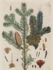 Ель белая (канадская) (лист 203 "Гербария" Элизабет Блеквелл, изданного в Нюрнберге в 1757 году)