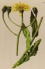 Скерда крупноцветковая (Crepis grandiflora (лат.)) (из Atlas der Alpenflora. Дрезден. 1897 год. Том V. Лист 495)