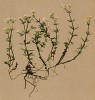 Подмаренник австрийский (Galium austriacum (лат.)) (из Atlas der Alpenflora. Дрезден. 1897 год. Том V. Лист 406)