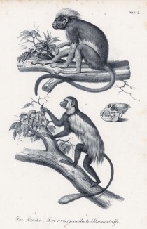 Саймири, или беличьи обезьяны (лат. Saimiri) из семейства цепкохвостых (лист 3 первого тома работы профессора Шинца Naturgeschichte und Abbildungen der Menschen und Säugethiere..., вышедшей в Цюрихе в 1840 году)