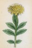 Цефалярия (головчатка) альпийская (Cephalaria alpina (лат.)) (лист 193 известной работы Йозефа Карла Вебера "Растения Альп", изданной в Мюнхене в 1872 году)