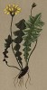 Апозерис вонючий (Aposeris foetida (лат.)) (из Atlas der Alpenflora. Дрезден. 1897 год. Том V. Лист 483)
