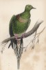Клинохвостый (острохвостый) голубь (Vinago oxyura (лат.)) (лист 2 тома XIX "Библиотеки натуралиста" Вильяма Жардина, изданного в Эдинбурге в 1843 году)