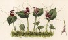 Орхидея Corysanthes picta (лат.). Профессор Удеманс, Neerland's Plantentuin: Afbeeldingen en beschrijvingen van sierplanten voor tuin en kamer, л.25. Амстердам, 1866

