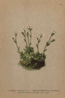 Камнеломка проломниковая (Saxifraga androsacea (лат.)) (из Atlas der Alpenflora. Дрезден. 1897 год. Том II. Лист 184)