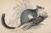 Сумчатая австралийская крыса Phaskogale penicillata (лат.) (лист 8 тома VIII "Библиотеки натуралиста" Вильяма Жардина, изданного в Эдинбурге в 1841 году)
