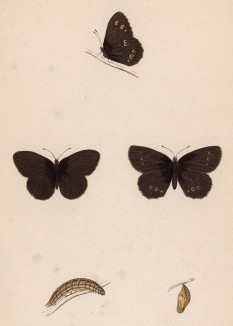 Бабочка гиперантус (лат. Papilio Hyperanthus), её гусеница и куколка. History of British Butterflies Френсиса Морриса. Лондон, 1870, л.15